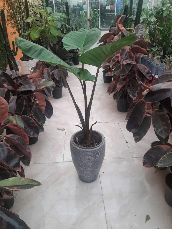 🌿🪴 گل آپارتمانی مشهد