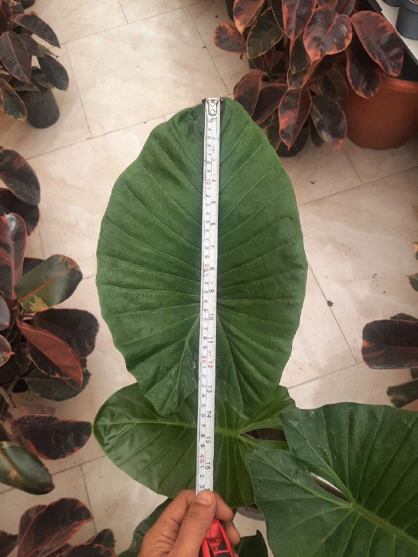 🌿🪴 گل آپارتمانی مشهد