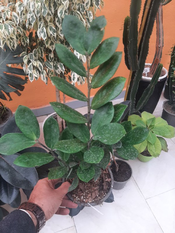 🌿🪴 گل آپارتمانی مشهد