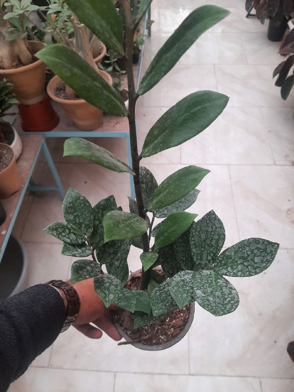 🌿🪴 گل آپارتمانی مشهد