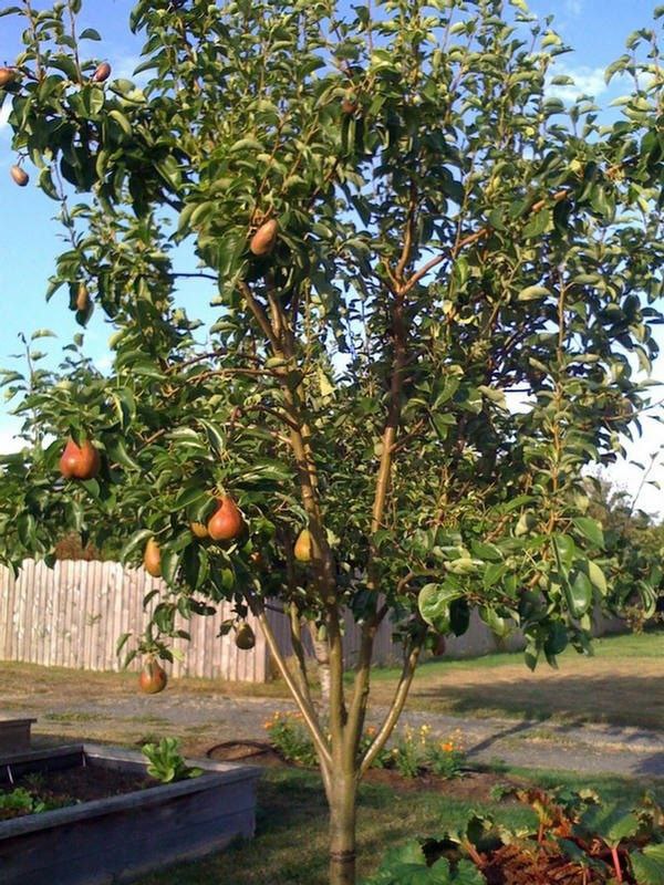 Чтобы груша плодоносила гораздо быстрее ***🍐******🍐******🍐***