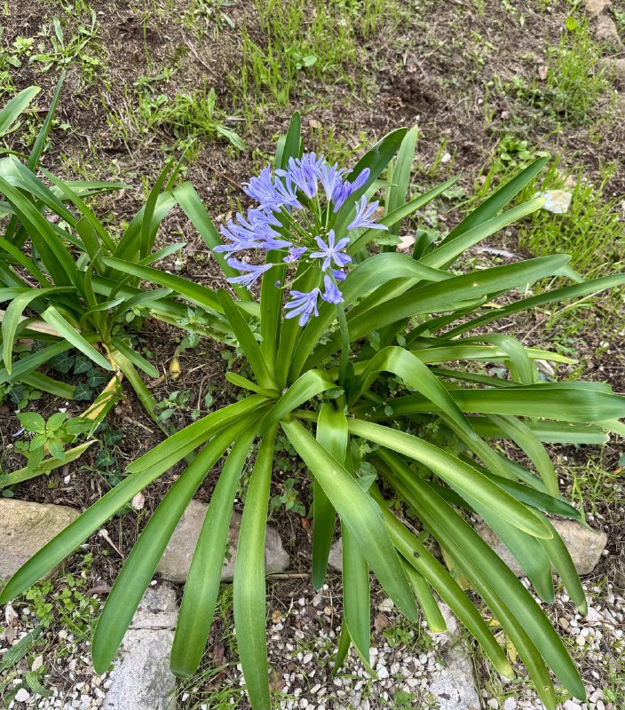 Agapanthus fiorito a novembre