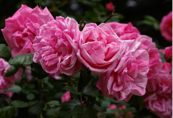 Flowers زهور جميلة Цветы