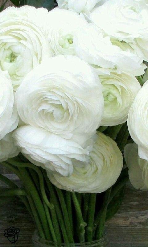Flowers زهور جميلة Цветы