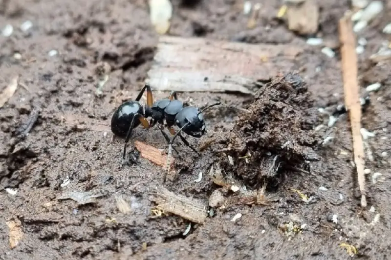 ***🆕*** L'intera colonia di formiche che si finge morta
