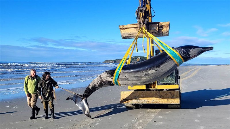 **I segreti del cetaceo più raro …