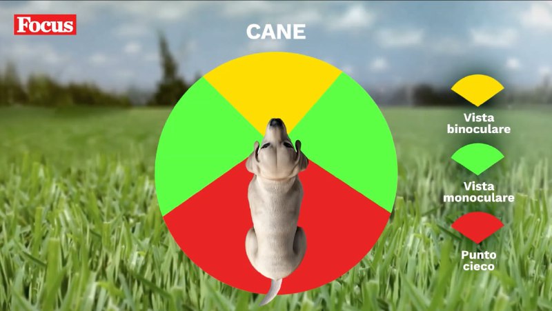 **Il campo visivo degli animali** [#ambiente](?q=%23ambiente)