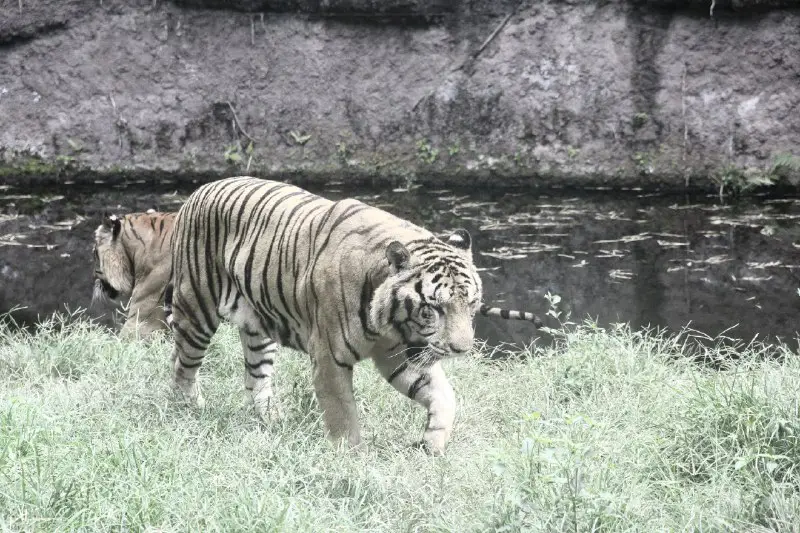 **La tigre di Giava è davvero estinta?** [#ambiente](?q=%23ambiente)
