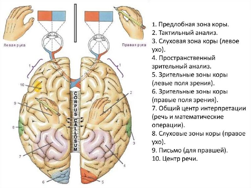 Правша***❓***