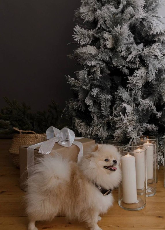 ***✨******Подарки к Новому году с ForPets*********✨******