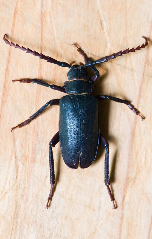 PRIONUS CORIARIUS