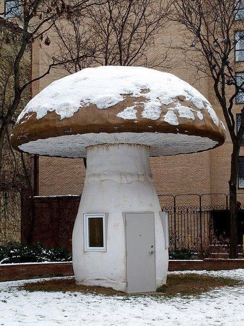 Mushroom House, Toronoto, Katie Bethune-Leaman