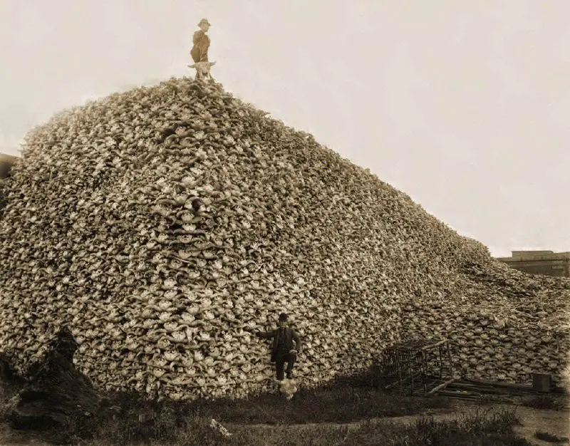 Millones de cráneos de bisonte que …