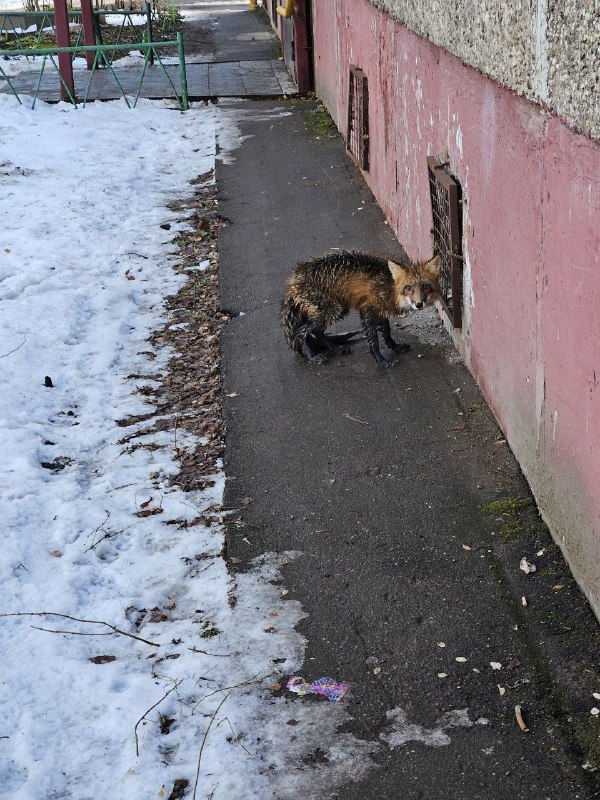 На Долгого 8 заметили лису.