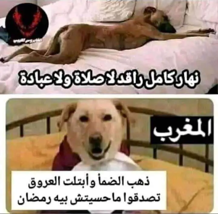 واجديين النوعيه هدي ***😂******😂***