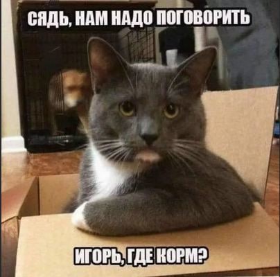 Фриканутые Коты | Мемные Коты