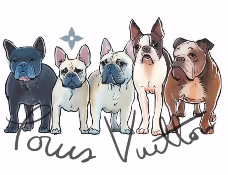 French Bulldog World