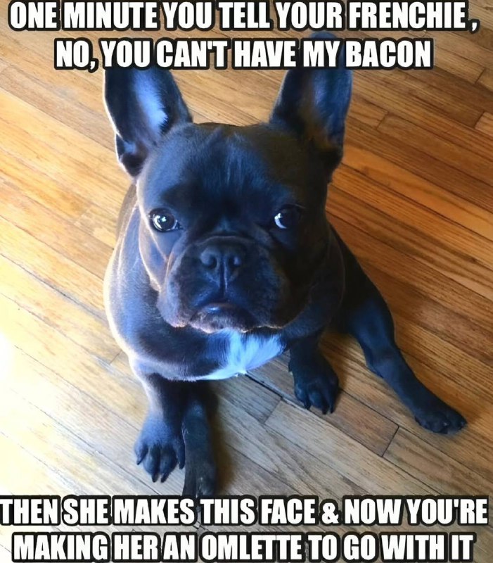 French Bulldog World