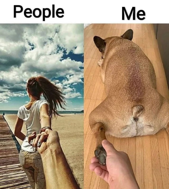 French Bulldog World