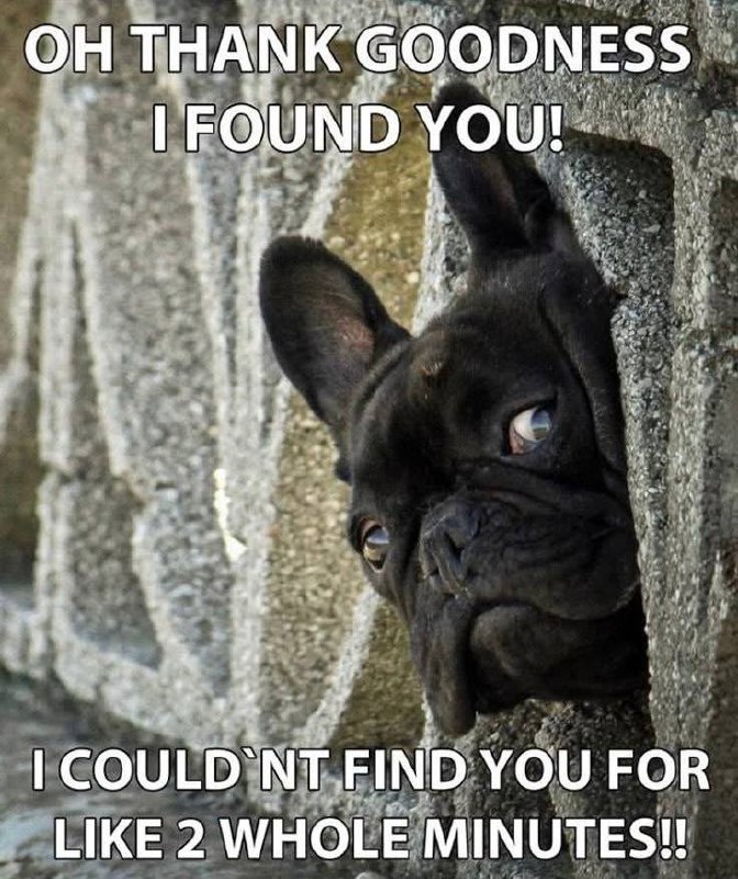 French Bulldog World