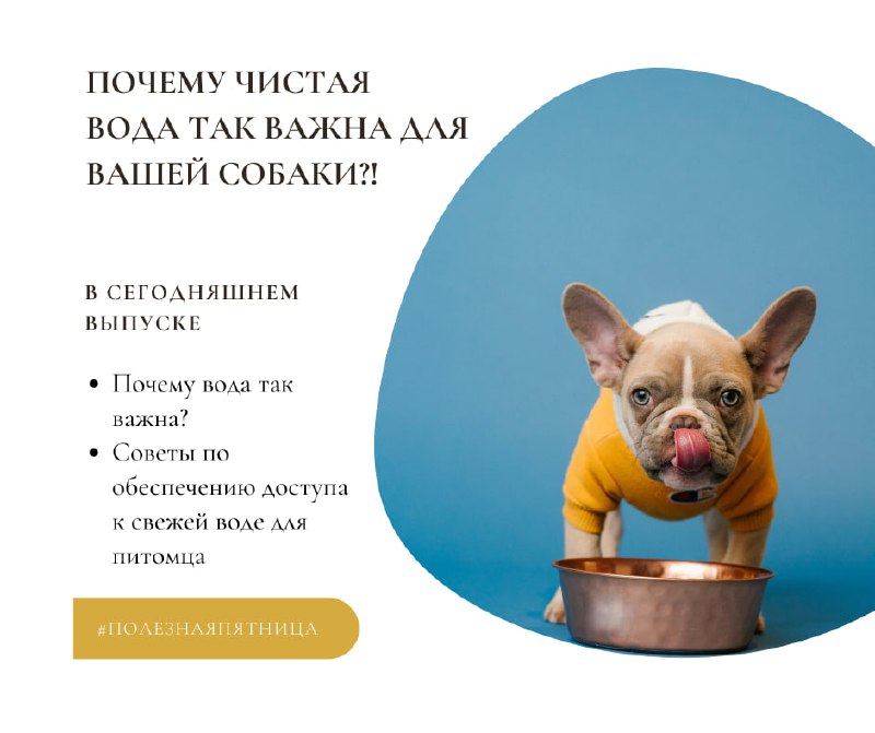 Всем бульдожий привет, друзья!***🐾***