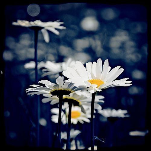 La fleur