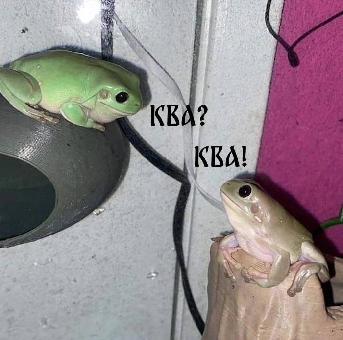 Ква!!!