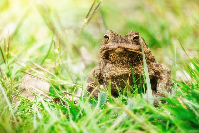 Frogs collection