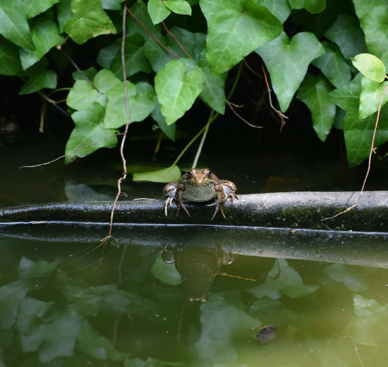 Frogs collection