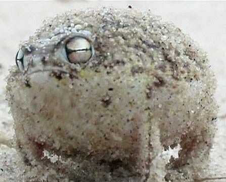 Frogs collection