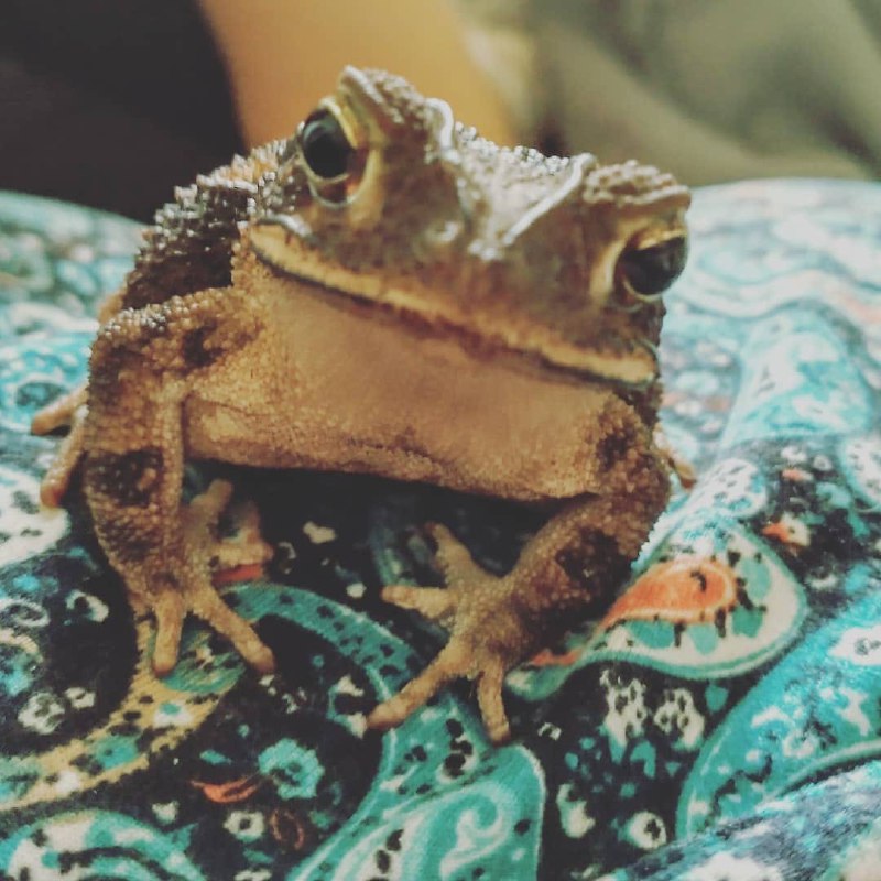 Frogs collection