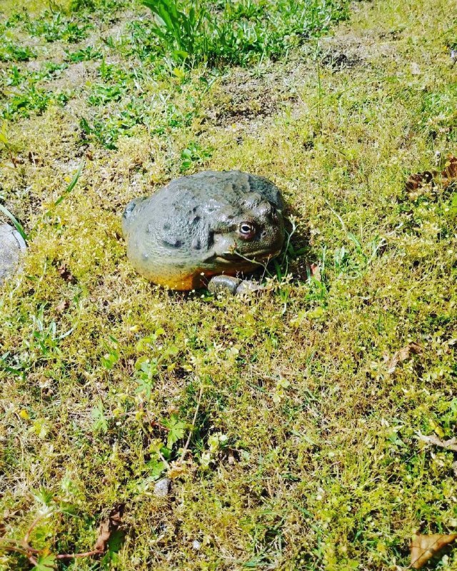 Frogs collection
