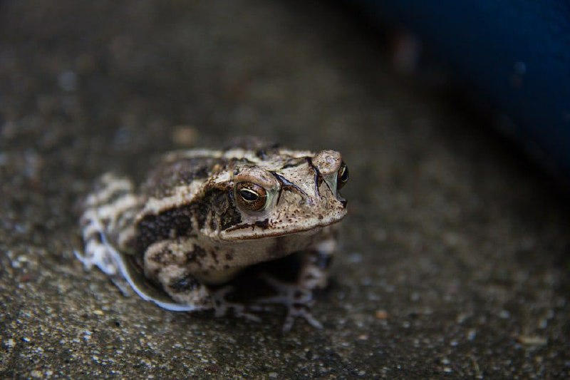 Frogs collection