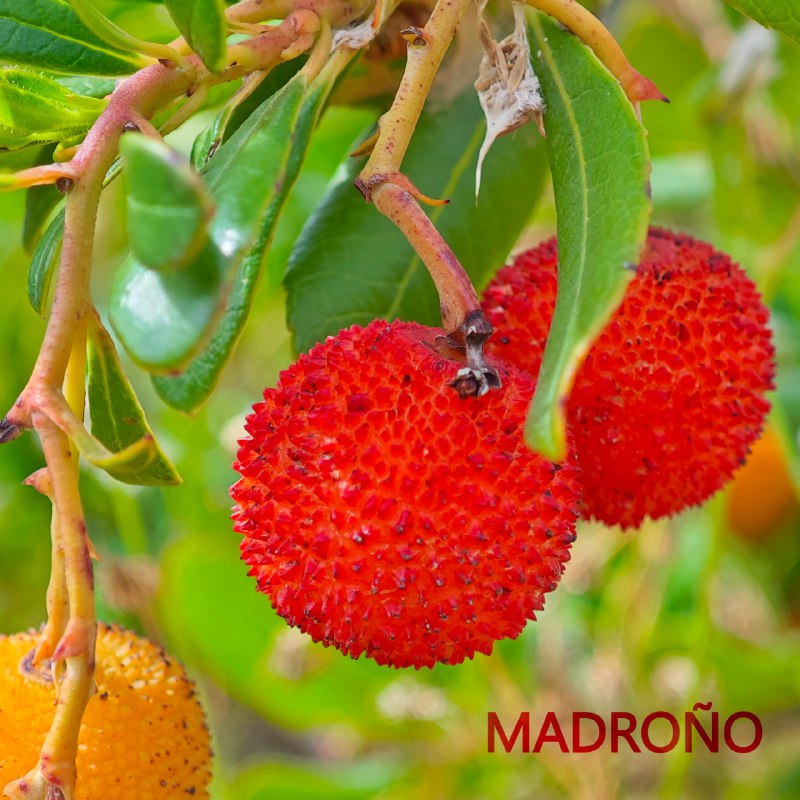 Fruitarian Paradise (Crudivegano/Frugivoro)