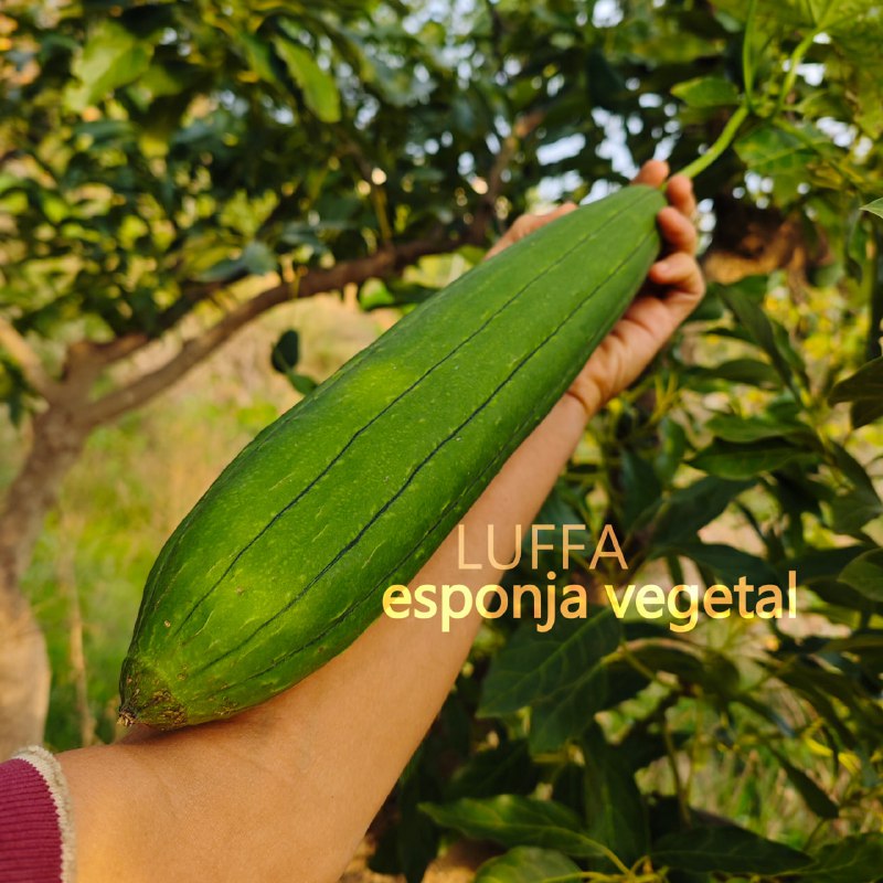 Fruitarian Paradise (Crudivegano/Frugivoro)