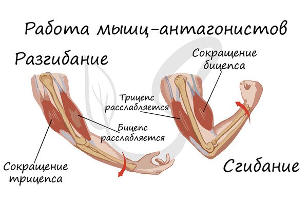 [#статья](?q=%23%D1%81%D1%82%D0%B0%D1%82%D1%8C%D1%8F) Биомеханика мышц в реабилитации нарушений …