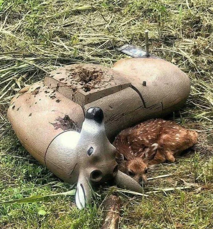 A fawn curled up beside a …