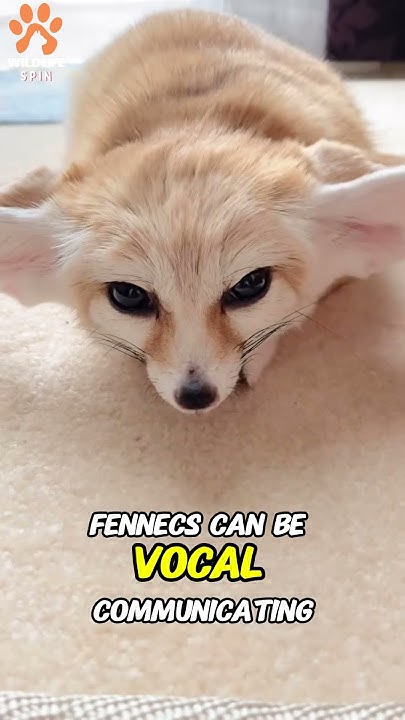 Funny Fennecs!