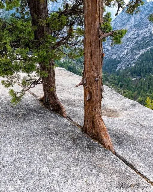 ***🌲*****Two very persistent cedars - Yosemite …