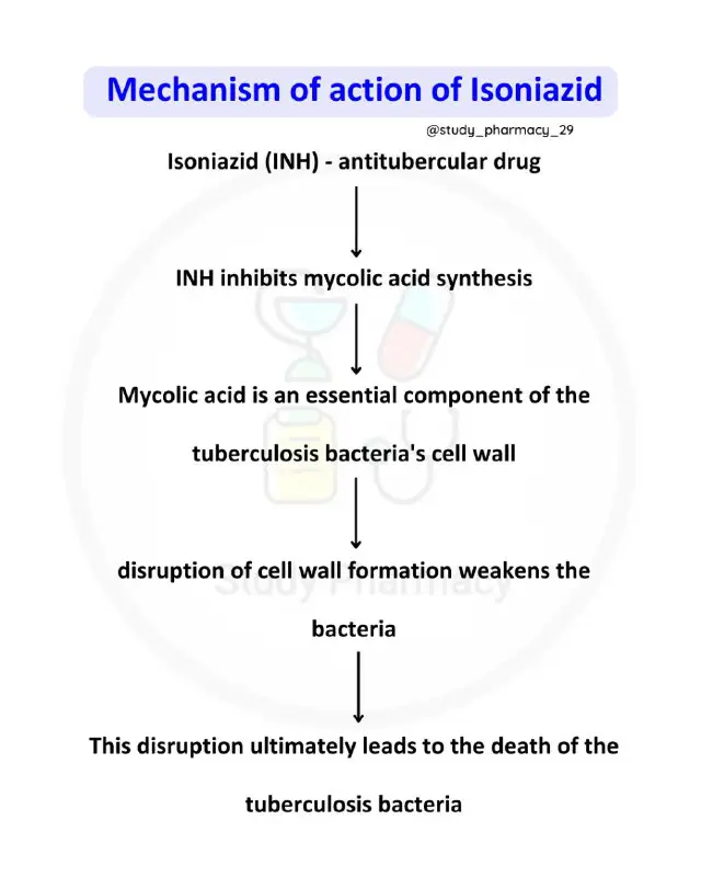 Mechanism of action of Isoniazid (Antitubercular …