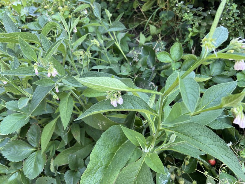 In onze tuin, dankzij een medevoedselbosboer, …