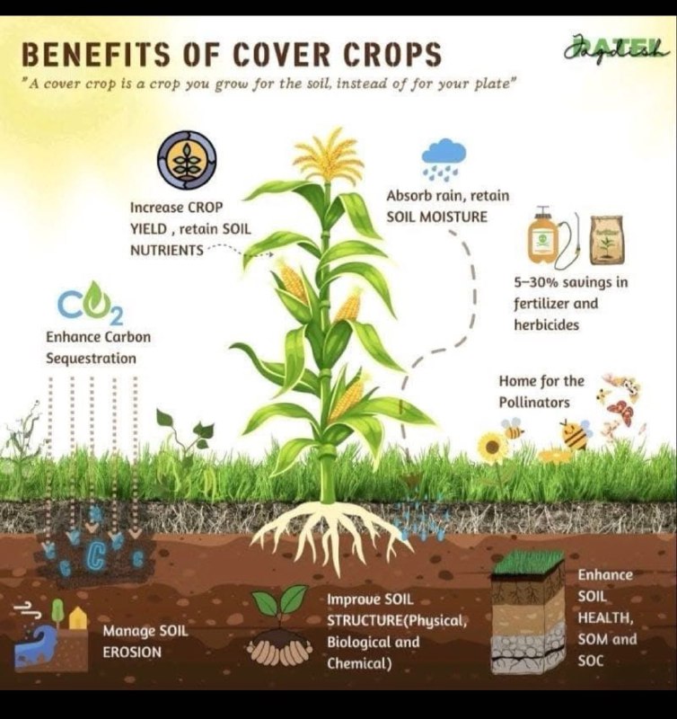 Cover crops provide numerous benefits in …