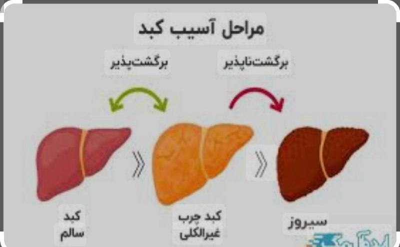 معجزەی قرن قارچ گانودرما