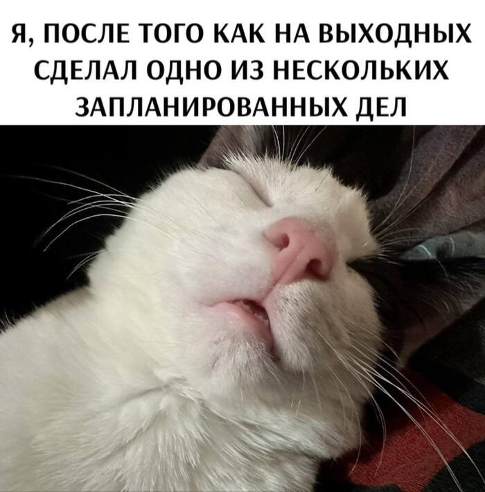 [#котики](?q=%23%D0%BA%D0%BE%D1%82%D0%B8%D0%BA%D0%B8)