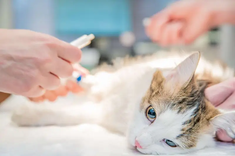 "***🐾*** Proteggere la salute dei nostri amati gattini è fondamentale! Scopriamo insieme l'importanza delle vaccinazioni, un vero atto d'amore che …