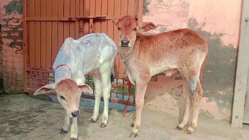Hi dear ***🥰***