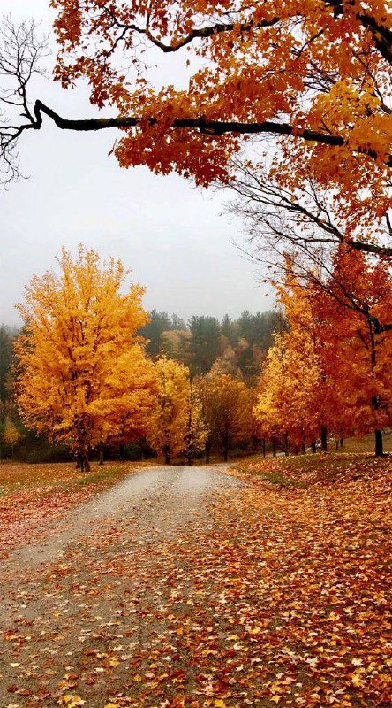 ***🍁*****Погода 23 ноября: оранжевый уровень опасности …