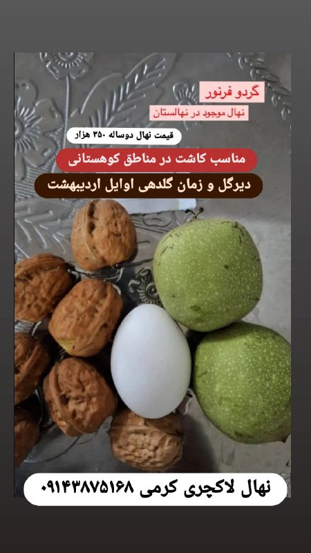 نمونه باردهی گردو فرنور فرانسه...