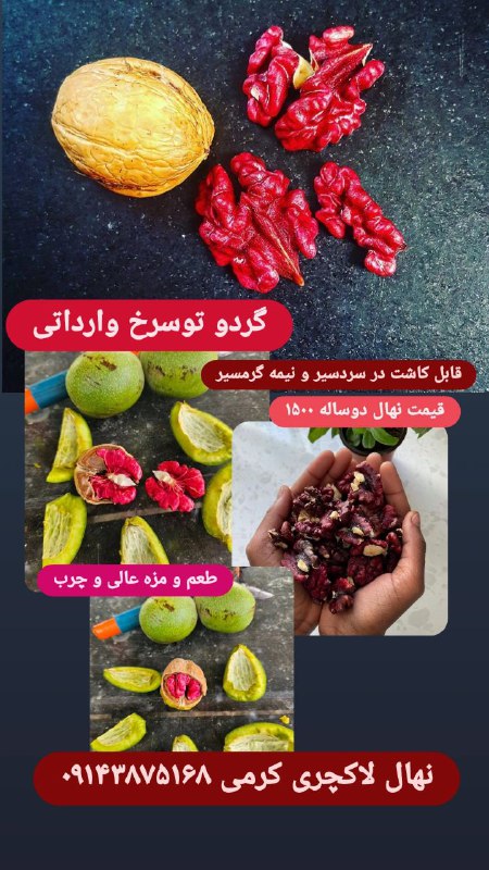 سوپر لاکچری مثل گردو توسرخ...