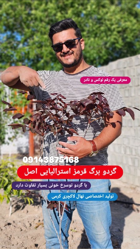 ***?***گردو برگ قرمز استرالیایی...